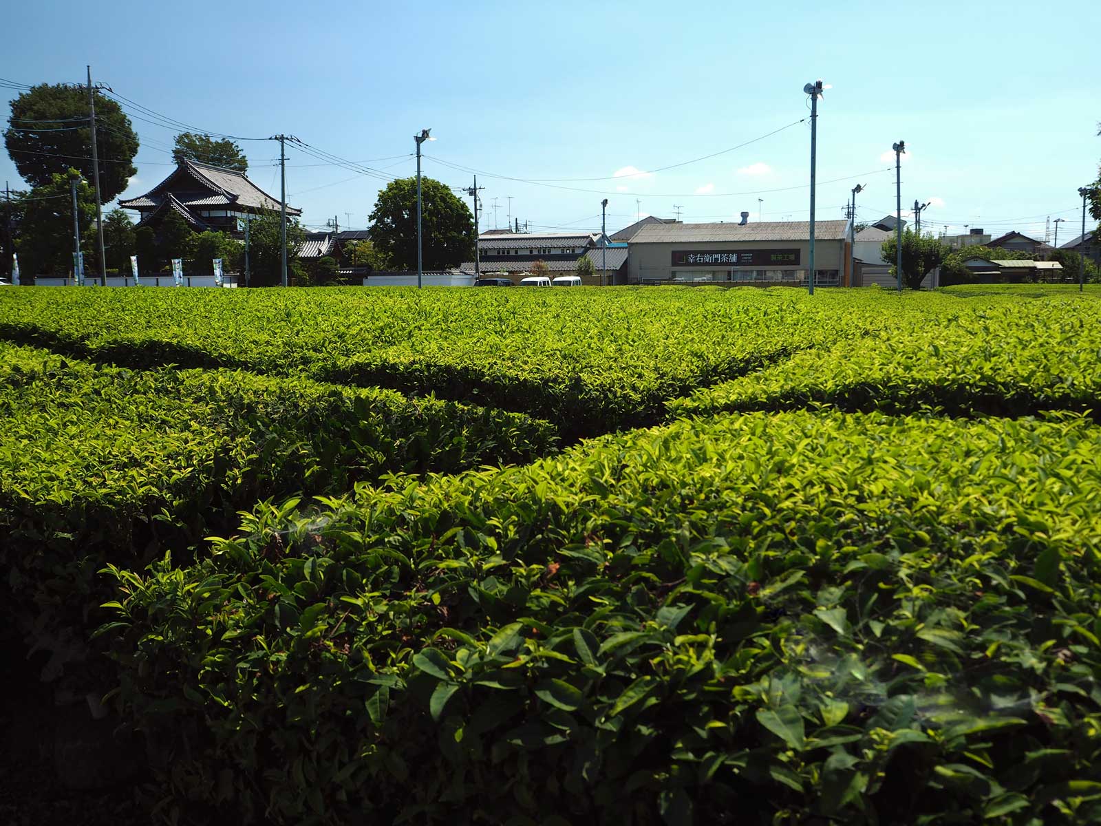 東京狭山茶・緑茶・日本茶・幸右衛門茶舗茶畑
